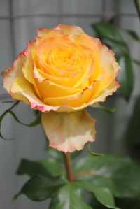Yellow rose