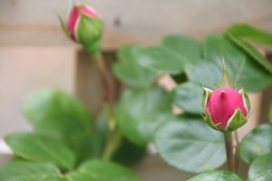 Rose bud