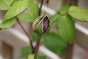 Rose bud
