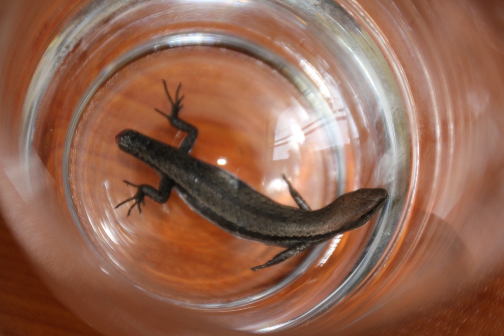 Close-up of one of the skinks I released from the study where the cats deposited it.