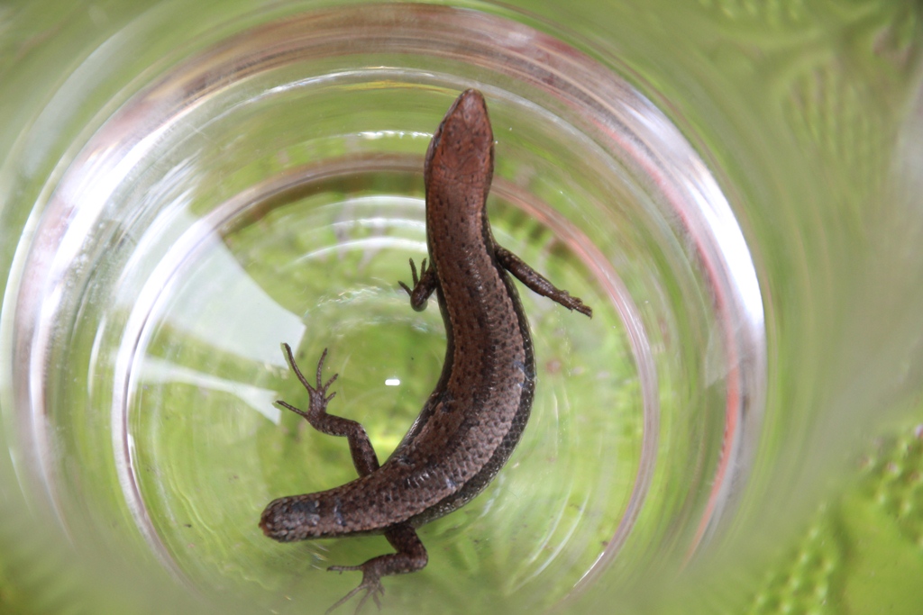 The skink rescue kit is a drinking glass and a piece of paper.
