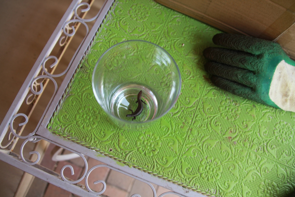 I deposited the skinks I cauge outside again. 