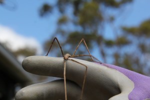 Stick Insect on hand