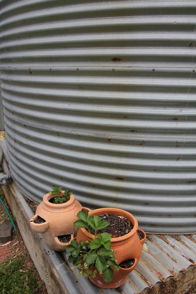 Potted strawberries