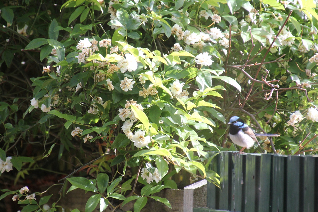Superb Fairy Wren
