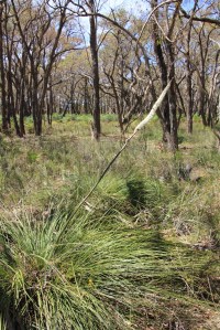 Xanthorrhoea Resinosa