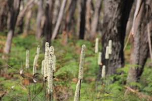 Xanthorrhoea Resinosa