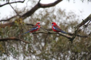 Pair of Crimson Rosella