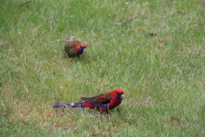Adult and Immature Crimson Rosella grazing on grass seeds