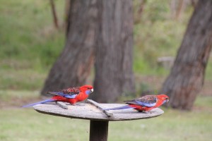Crimson Rosella on Bird Feeder
