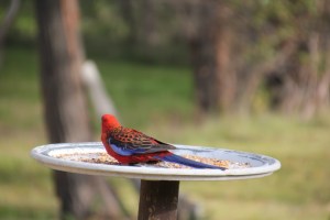 Crimson Rosella feeding