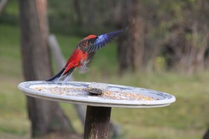 Crimson Rosella in flight
