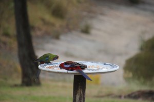 Young Crimson Rosella
