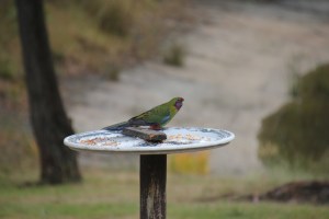 Young Crimson Rosella