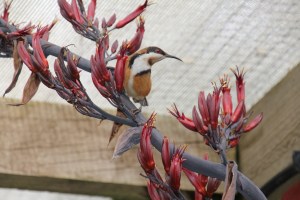 Eastern Spinebill