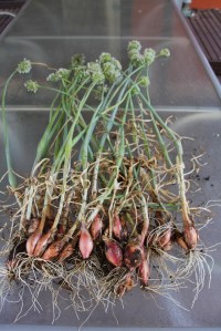 Harvested shallots