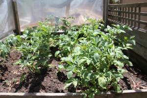 Potatoe plants