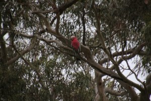 Galah in tree