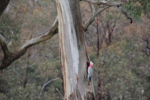 Galah exploring new tree