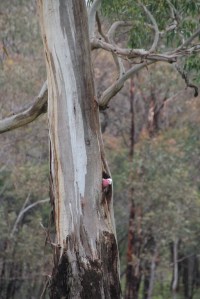 Galah exploring new tree