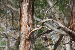 Galah Tree Hollow