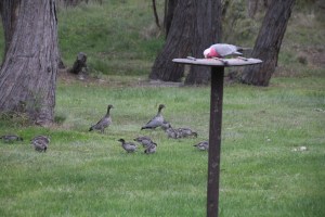 Galah with Australian Wood Ducks