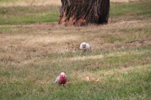 Galah with Long Billed Corella