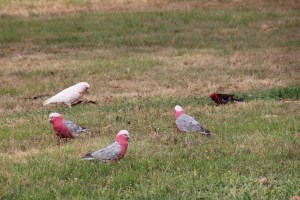 Galah with corella and crimson rosella