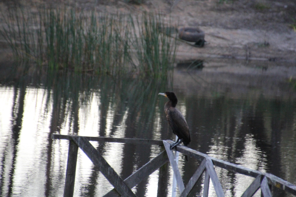 Great Cormorant