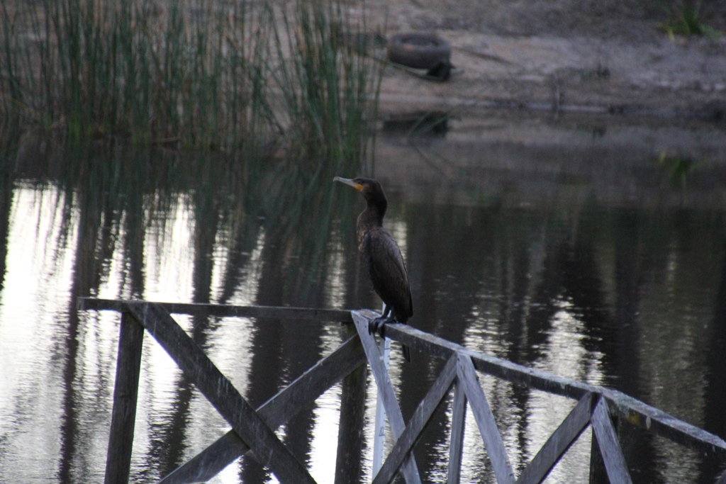Great Cormorant