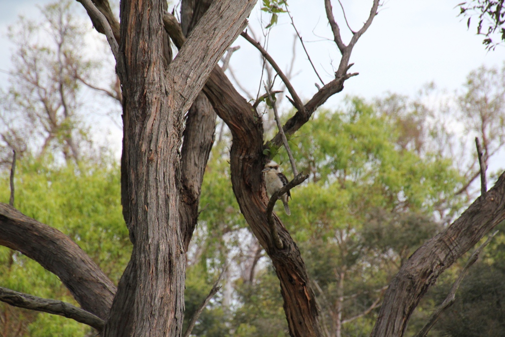 Kookaburra