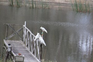 Four naughty cockatoos