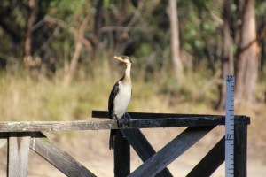 Pied Cormorant