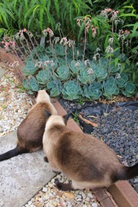 Good home for skinks