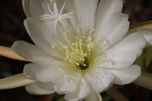 White Flower 3