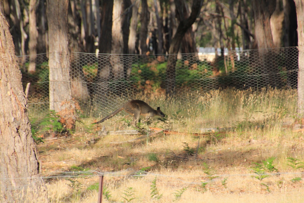 Swamp Wallaby