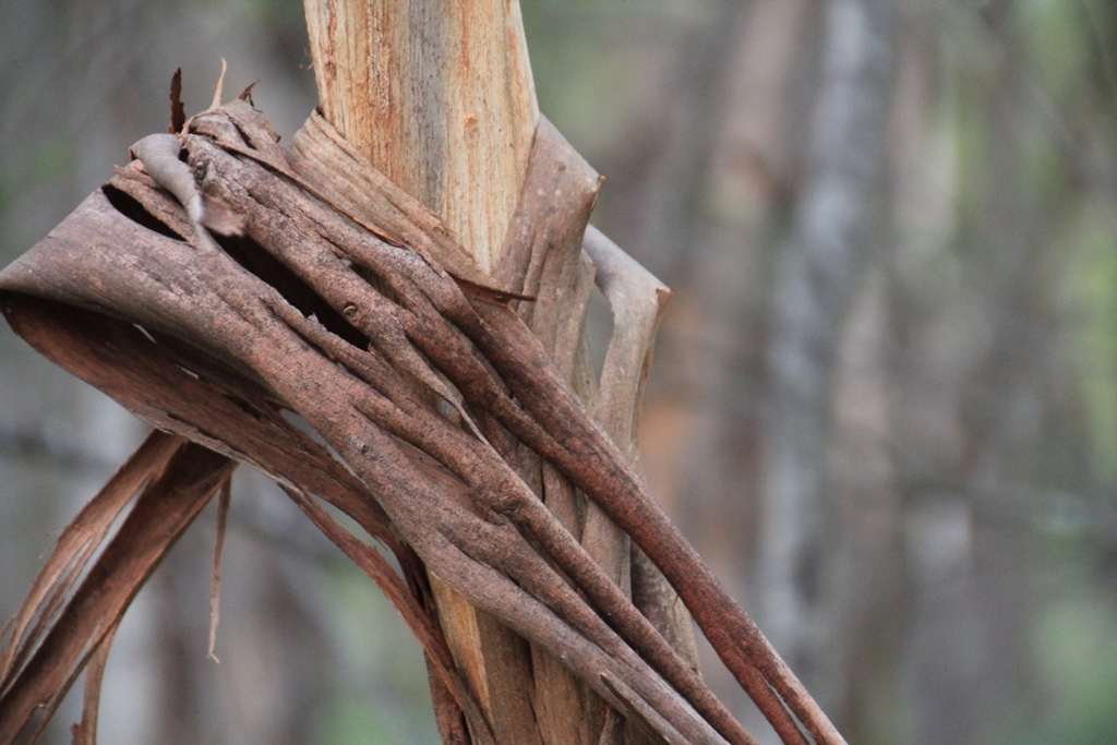 Bark, Leaves, Buds and&nbsp;Fruit