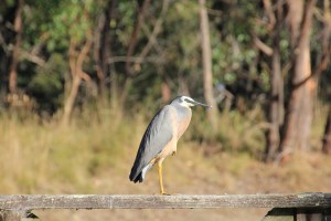White Faced Heron