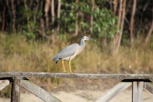 White Faced Heron