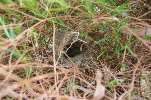 Wren's Nest