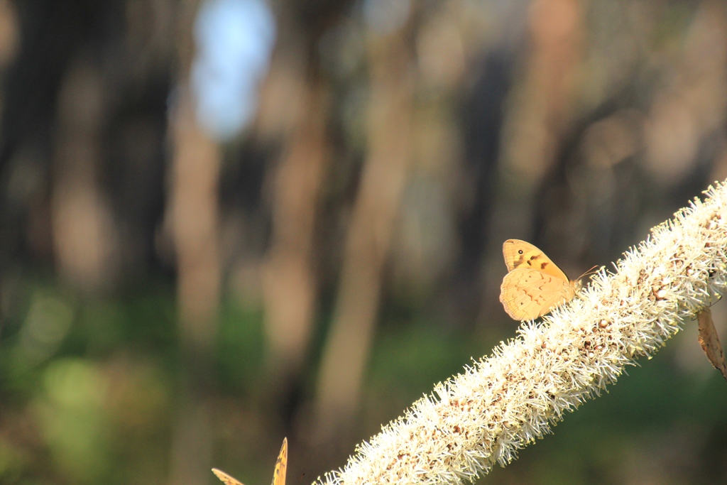 Xanthorrhoea Resinosa and&nbsp;Butterflies