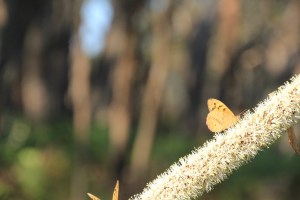 Butterfly feeding