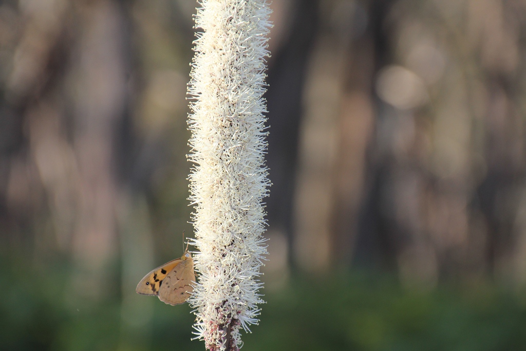 Butterfly feeding.
