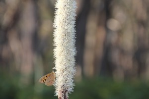Butterfly feeding.