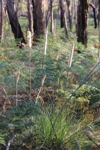 Xanthorrhoea Resinosa and butterlies