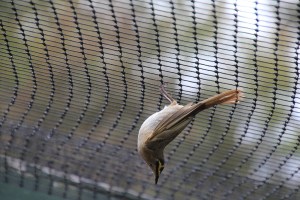 Yellow-Faced Honeyeater