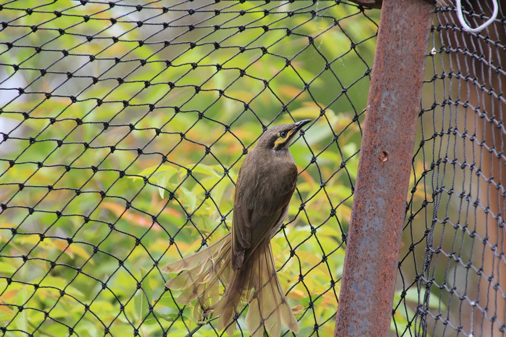 Yellow-Faced Honeyeater