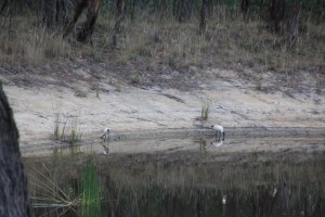 Australian White Ibis.