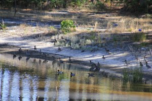 Flock of Australian Wood Duck