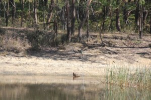 Black Kite in the dam